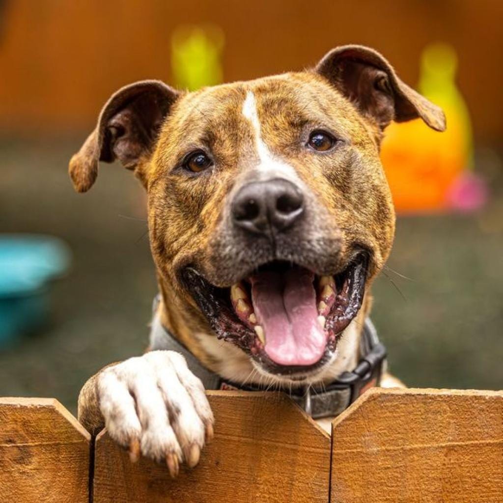 Photo of Flip Flop (I Have a Secret Crush!), adoptable senior Terrier / Mix in Decatur, Georgia