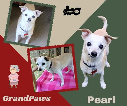 Photo of Pearl (GrandPaws), adoptable senior Chihuahua in Lindsay, California