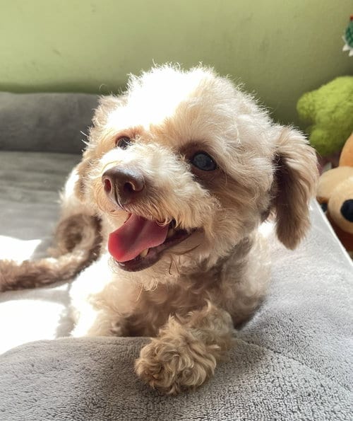 Photo of Ophelia Seraphine, adoptable senior Poodle (Miniature) in Valrico, Florida