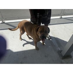 Photo of King, adoptable senior Mastiff in Doral, Florida