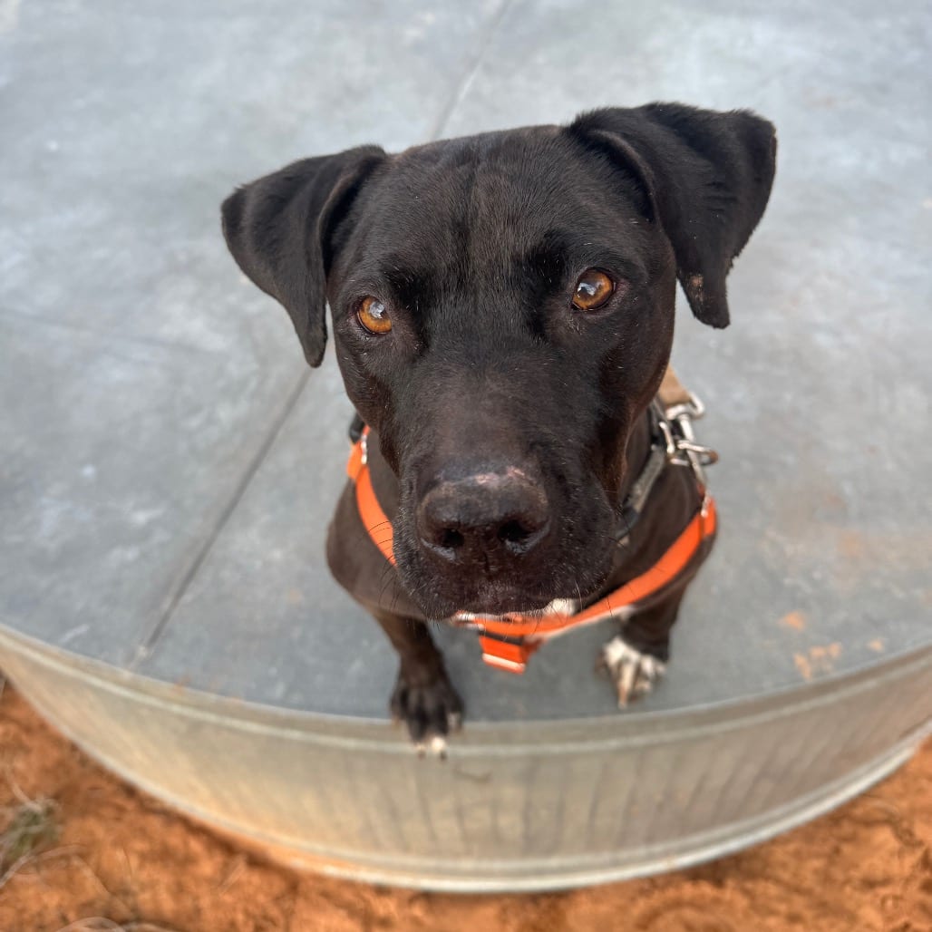 Photo of Mamba, adoptable senior Terrier, Staffordshire Bull / Queensland Heeler in Kanab, Utah