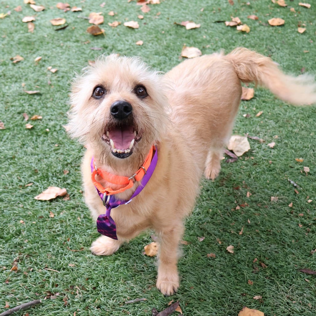 Photo of Baxter, adoptable senior Mixed Breed (Small) in St. Charles, Missouri