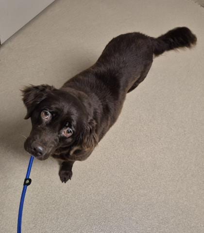 Photo of Coco, adoptable senior Labrador Retriever in Decatur, Illinois