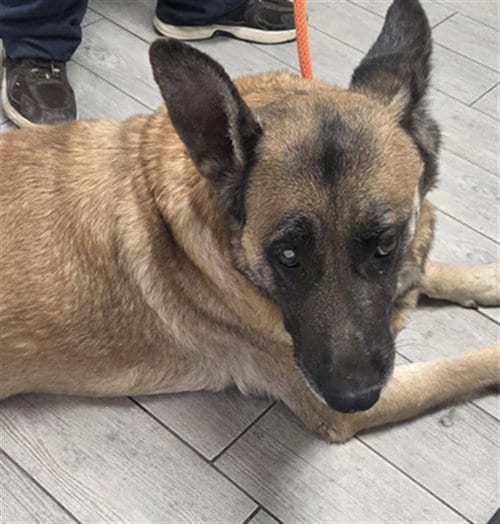 Photo of Iris, adoptable senior German Shepherd Dog in Lake Isabella, California