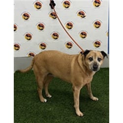 Photo of Daisy, adoptable senior German Shepherd Dog in Land O'Lakes, Florida