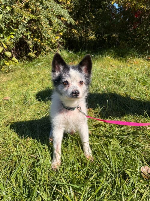 Photo of Rocket, adoptable senior Chihuahua in Muskegon, Michigan