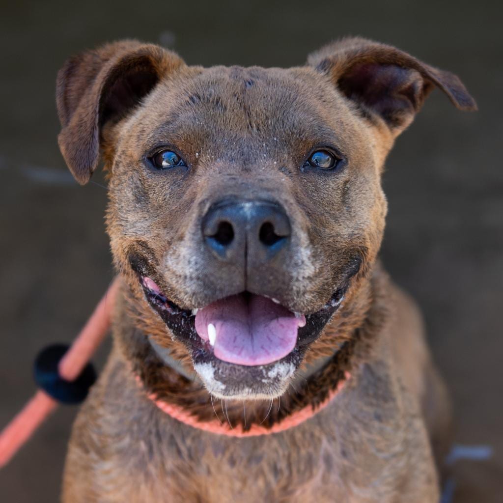 Photo of Bravo, adoptable senior Shepherd / Retriever, Chocolate Labrador in Kanab, Utah