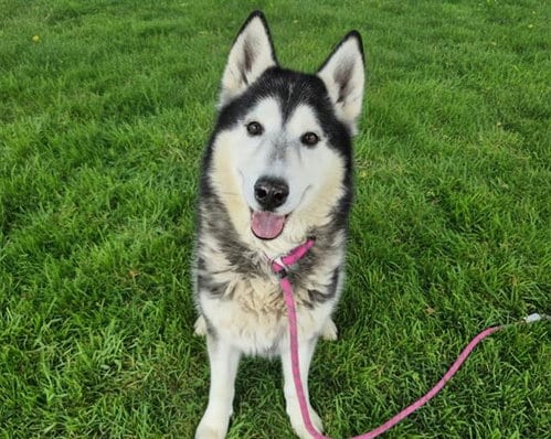 Photo of Kylo, adoptable senior Husky in Albuquerque, New Mexico