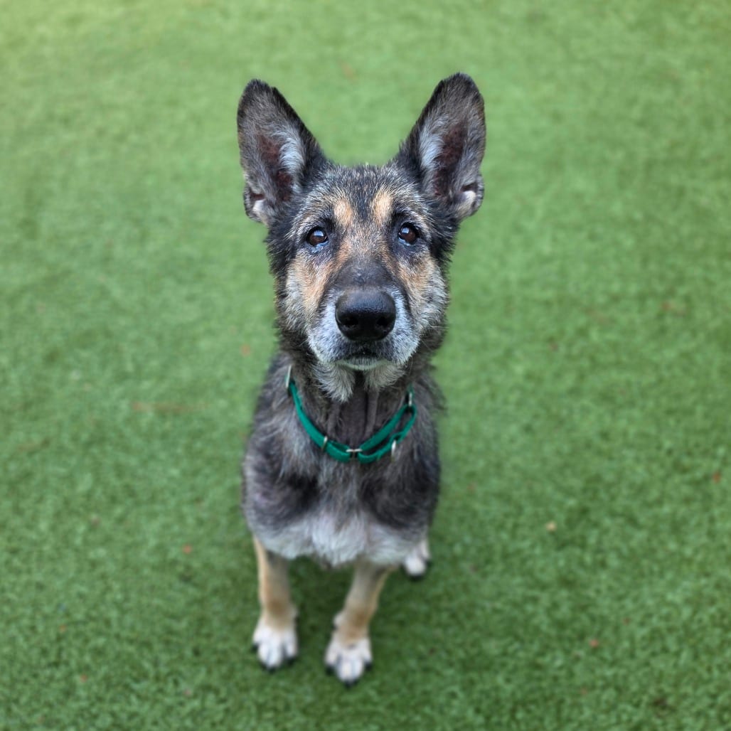 Photo of Pandora, adoptable senior Shepherd, German in Greensboro, North Carolina