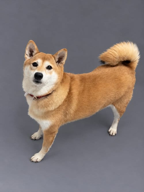 Photo of Chestnut, adoptable senior Shiba Inu in Mukwonago, Wisconsin