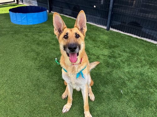Photo of Hitmonlee, adoptable senior German Shepherd Dog in Orange, California