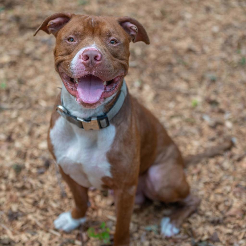 Photo of Schnitzel, adoptable senior Terrier, Pit Bull in Decatur, Georgia