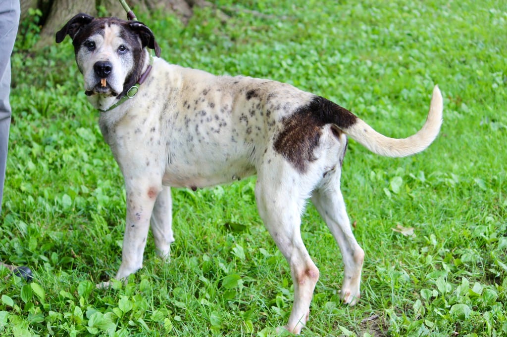 Photo of Princess Raven, adoptable senior Mixed Breed in Brazil, Indiana
