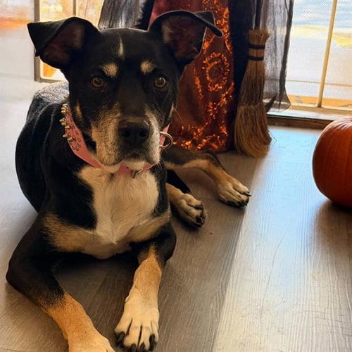 Photo of Liz, adoptable senior Labrador Retriever in Las Vegas, Nevada