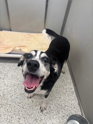 Photo of Scar, adoptable senior dog in Atlanta, Georgia