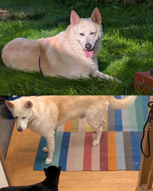Photo of Leo, adoptable senior Alaskan Husky and German Shepherd Dog in Kent, Washington