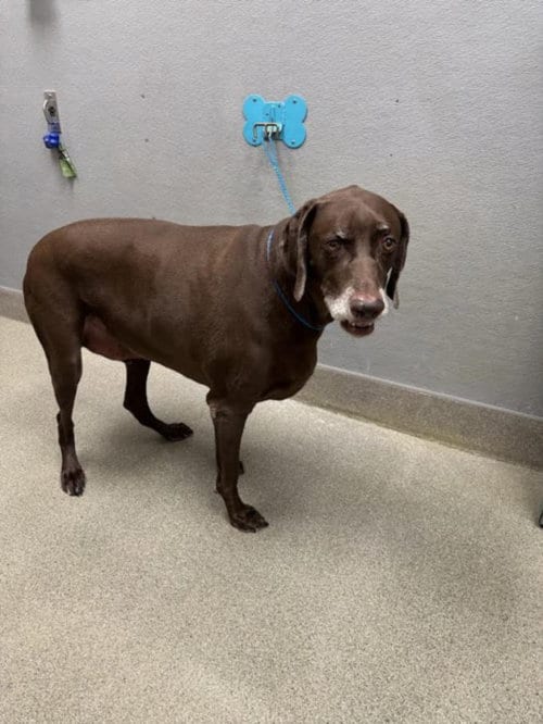 Photo of Rollo, adoptable senior German Shorthaired Pointer in Las Vegas, Nevada