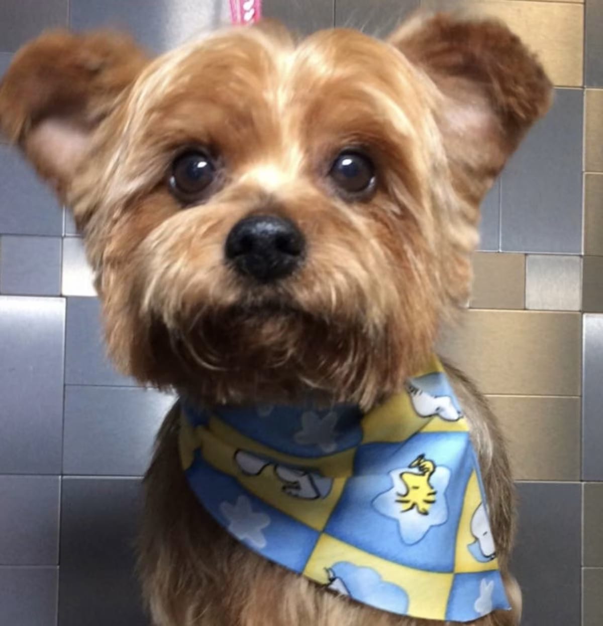 Photo of Pitman, adoptable senior Yorkie, Yorkshire Terrier Standard Schnauzer in North Providence, Rhode Island