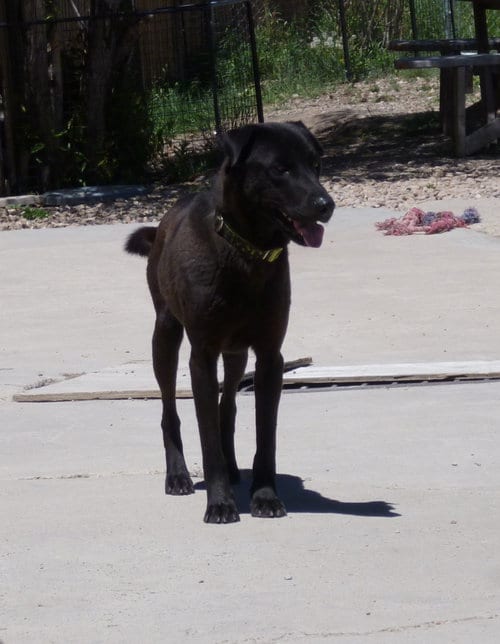 Photo of Charlie, adoptable senior Shar Pei in Diamondville, Wyoming