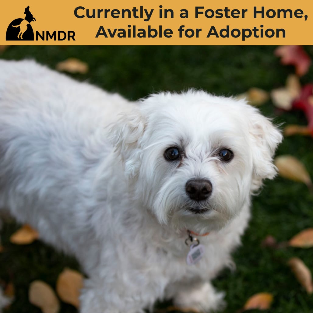 Photo of Taco (S25-181), adoptable senior Maltese / Poodle, Miniature in Colorado Springs, Colorado