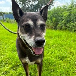 Photo of Tinka JuM, adoptable senior Black Mouth Cur Catahoula Leopard Dog in Richfield, Minnesota
