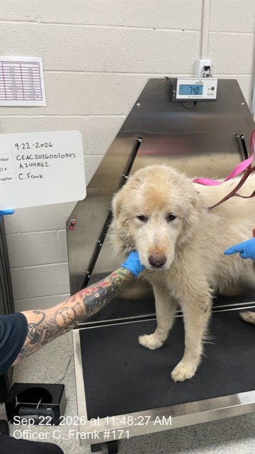 Photo of Gabriel, adoptable senior Great Pyrenees in Naples, Florida