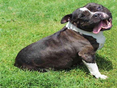 LUCY, adoptable senior Pit Bull Terrier in Rockford, IL