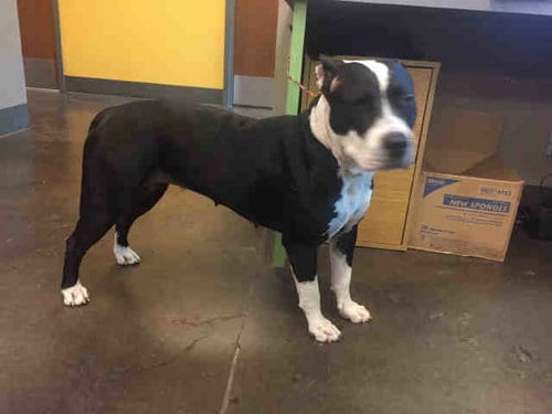 HOPE, adoptable senior Pit Bull Terrier in Norman, OK