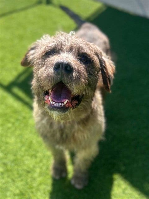 Photo of Chewy, adoptable senior Terrier in Agoura, California