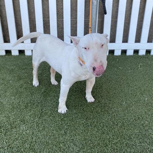 Photo of Chico, adoptable senior Bull Terrier in Modesto, California