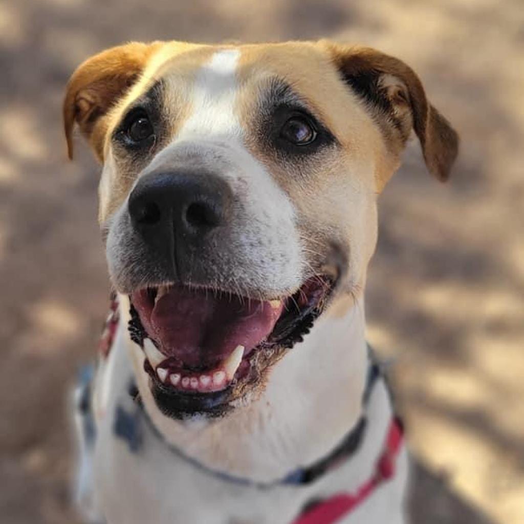 Photo of Junie, adoptable senior Retriever, Labrador / Pyrenees, Great in Kanab, Utah