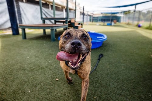 Photo of Smokey, adoptable senior Pit Bull Terrier in Orlando, Florida