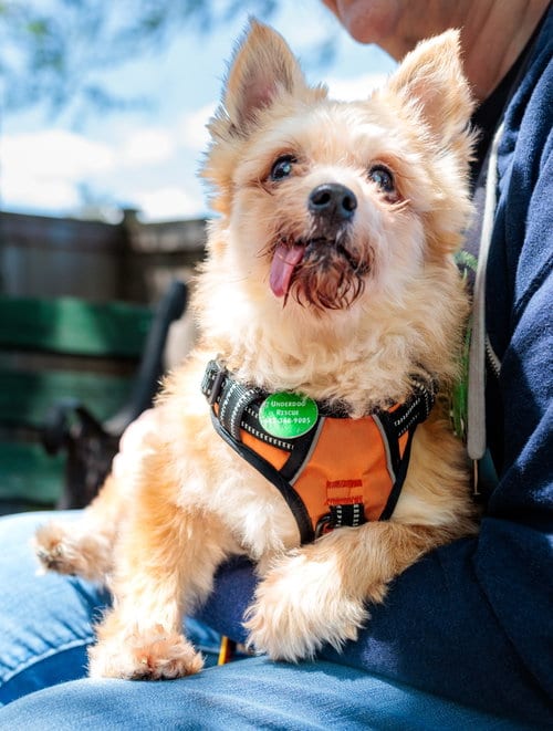Photo of King, adoptable senior Chihuahua in St. Louis Park, Minnesota