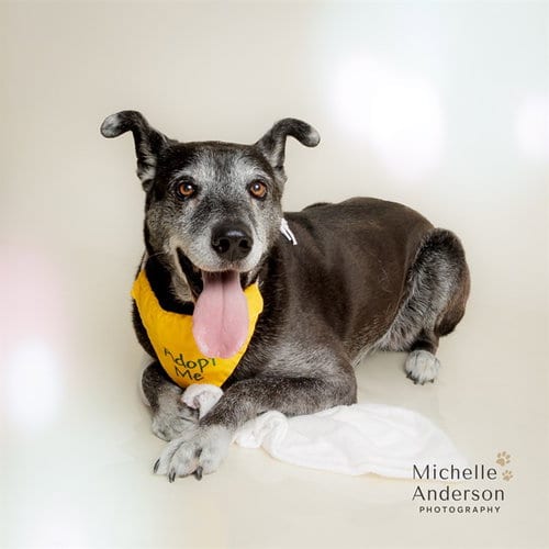 Photo of Sandy, adoptable senior German Shepherd Dog in Corona, California