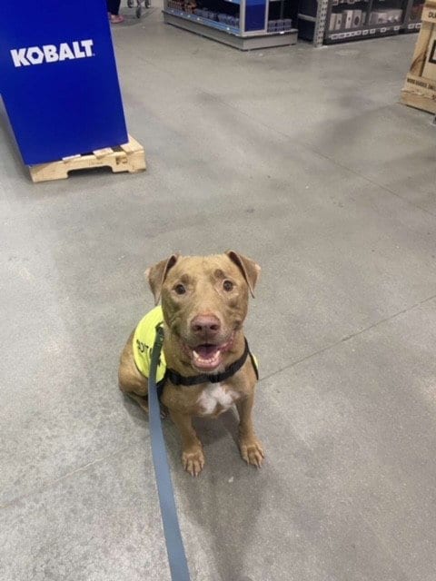 Photo of Rebel, adoptable senior Pit Bull Terrier in Fayetteville, North Carolina