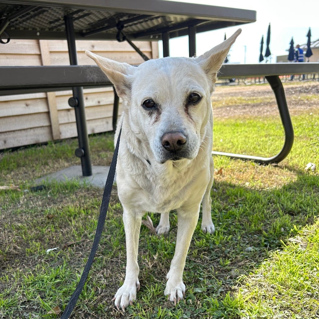 Photo of Betty White, adoptable senior Retriever / Mix in San Antonio, Texas