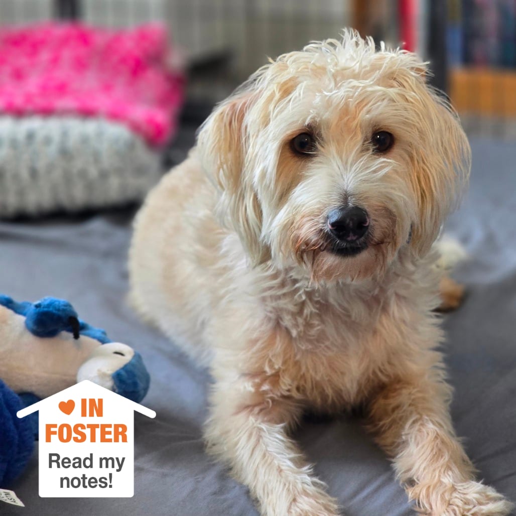 Photo of Chance, adoptable senior Terrier / Mix in Kanab, Utah