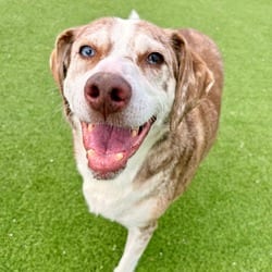 Photo of Blanche 9995, adoptable senior Catahoula Leopard Dog in Loxahatchee, Florida