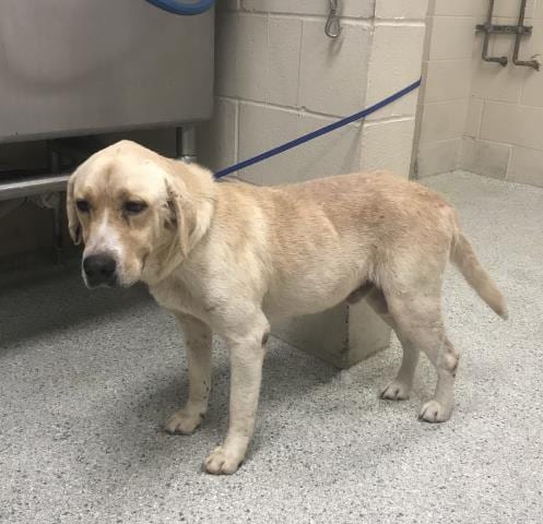 Photo of Max, adoptable senior Labrador Retriever in Conroe, Texas