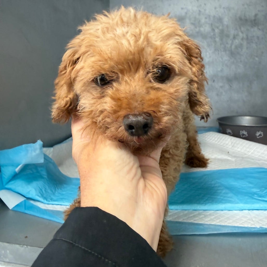 Photo of Cody, adoptable senior Poodle, Miniature in Normal, Illinois
