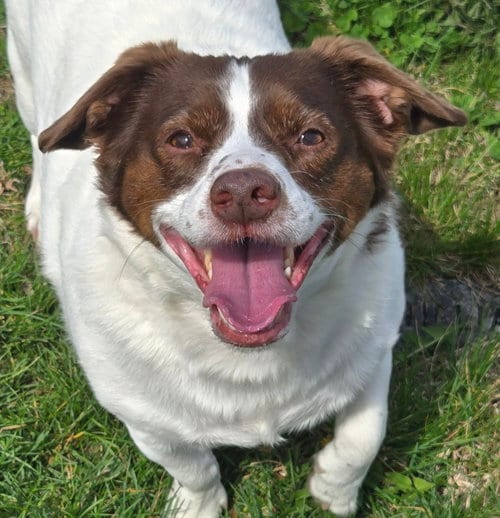 Photo of Mopsy, adoptable senior Rat Terrier in Normal, Illinois