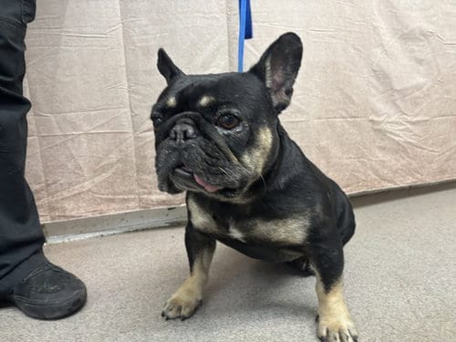 Photo of Oso, adoptable senior French Bulldog in San Bernardino, California