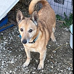 Photo of Benjamin, adoptable senior Corgi Terrier (Unknown Type, Medium) in Waterloo, Illinois