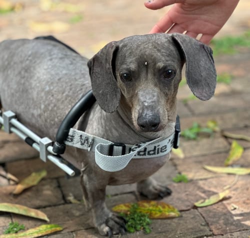 Photo of Darwin, adoptable senior Dachshund in Weston, Florida
