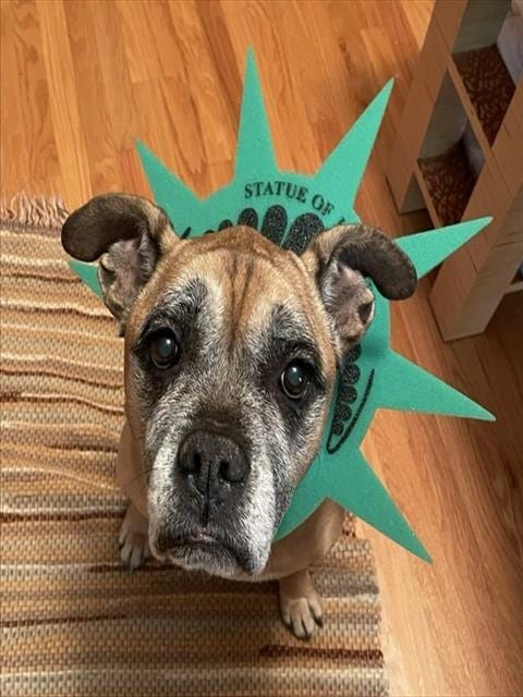 Photo of Reba, adoptable senior Boxer in Raleigh, North Carolina