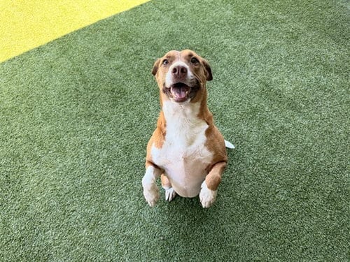 Photo of Rosie, adoptable senior Pit Bull Terrier in Garland, Texas