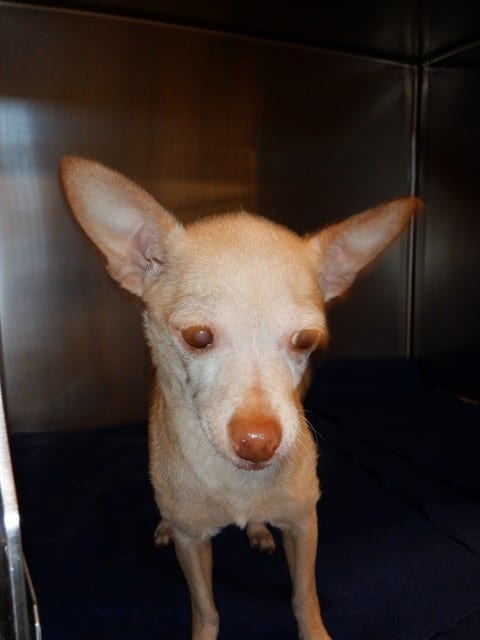 Photo of Betty, adoptable senior Chihuahua - Smooth Coated in San José, California