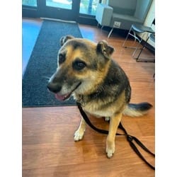 Photo of Mary, adoptable senior German Shepherd Dog in Baton Rouge, Louisiana