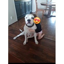 Photo of Bronco, adoptable senior American Bulldog in Baton Rouge, Louisiana