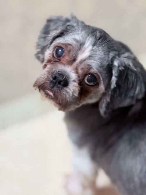 Photo of Prince, adoptable senior Shih Tzu in Lewistown, Pennsylvania